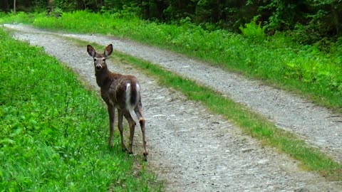 White-tailed deer