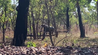 Wild Australian Buffalow On The Field Metal Detecting