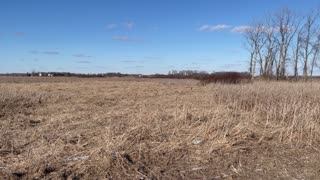 Stock Footage Marsh-Winter-240218