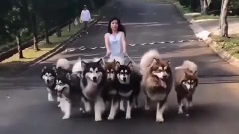 HUSKY WALK IN THE STREET.mp4