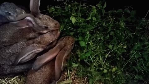 Rabbits are beautiful
