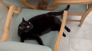 Adopting a Cat from a Shelter Vlog - Cute Precious Piper Enjoys Her Chair