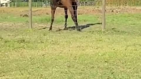 Must watch Horse showing dancing escape plan