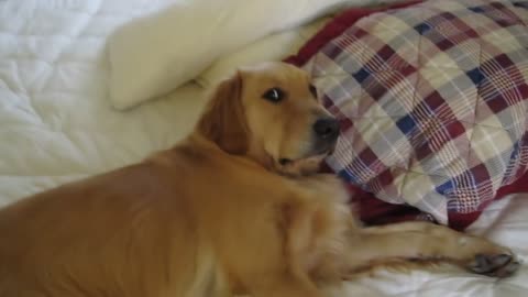 Golden retriever doesn't want to get out of bed
