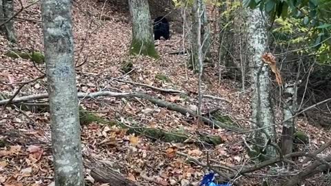 Lady Scares Black Bear off Trash Using Cleaning Spray