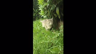 A young cat in a green garden 2024