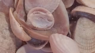 How to clean sea shells