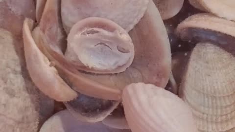 How to clean sea shells