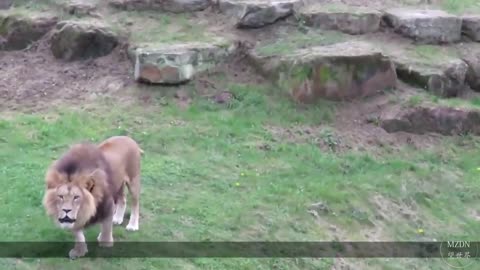 The man went to the zoo and kissed the tiger through the glass. Then something unexpected happened