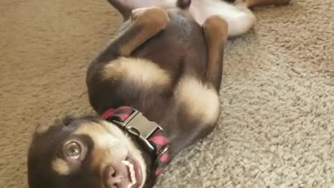 Cute puppy asks for belly rubs