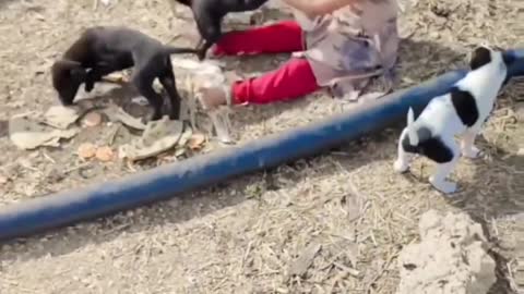 A Little Girl Playing With Dog Puppies