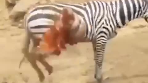 Aligator attacks Zebra