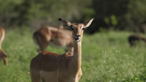 portrait View Female Impala Chewing Staring Camera