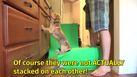Dachshund Puppy & Dog Are TOO Smart for Their Own Good!