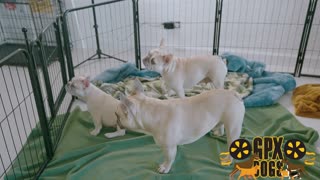 Cute And Expensive French Bulldog Puppies Playing With Each Other