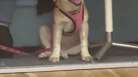 Dog thinks he can get out by licking the glass.