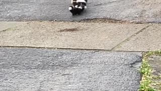 Mama Skunk Struggles to Round up Babies