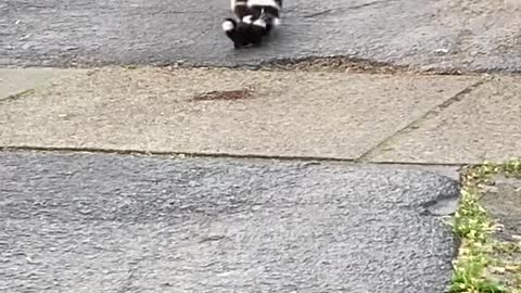 Mama Skunk Struggles to Round up Babies