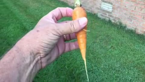 Hollis and Nancy Homesteading :How to Harvest Carrots (Part 2 of 2)
