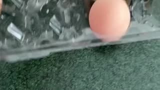 Can You brake a egg by squeezing it? #shorts #egg #challenge #funny