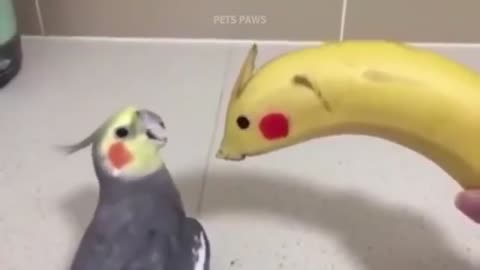 Funny Parrots Talking