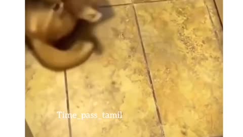 Funny Cat Video