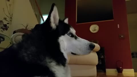 Husky fascinated by husky film based on a true story