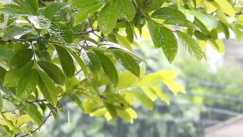 Beautiful Rain Nature Video