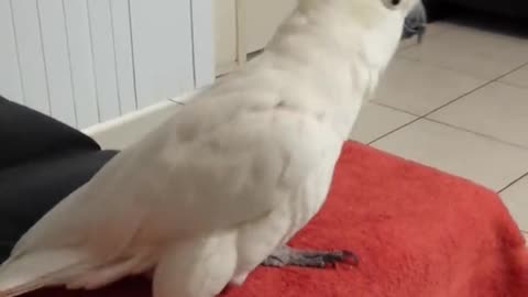 Watch This Cockatoo Dance To ''Happy'' By Pharrell Williams