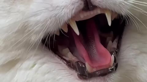 Scary funny cat laugh