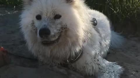 ✨ Dirty doggo, happy doggo ✨