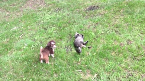 Cachorro obsesionado con jugar con un gatito