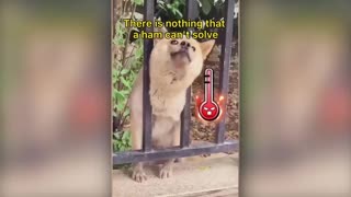 Funny Dogs And Cats