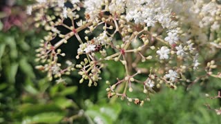 Black Elderberry in Full Bloom. 06/12/2024