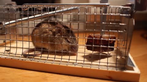 Mouse In Cage HD 4K