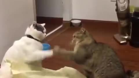 Outdoor cat has no idea how to drink from water bowl