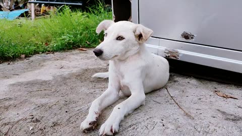 Local Cute Dog - India