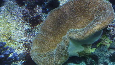 Coral Ocean Aquarium Fish Underwater Sea Reef