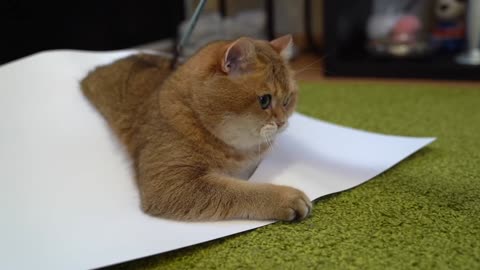 Try to draw a cat