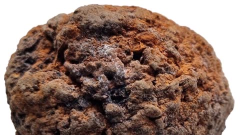 Unprecedented Discovery: Archive of Ancient Human Brains Challenges History