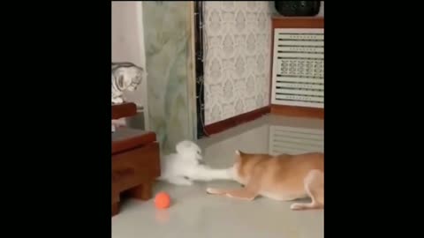 Funny dog and cat #9