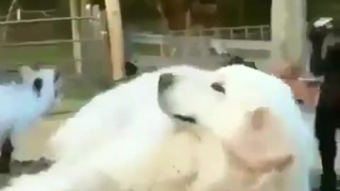 A dog that gets excited at the sight of water