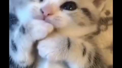 New cute cat