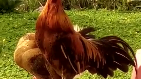 CUTE CHICKEN LAUGHING