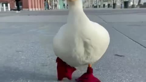 Walking Duck with Fancy