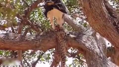 Big Mistake Eagle provoked baby Leopard, Mother Leopard fail to save her baby 🏵🦅🦅