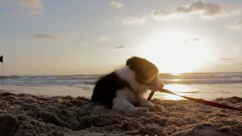 Beautiful dog playing in the sand of the sea