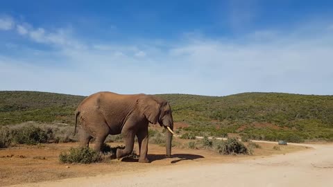 Elephants in the mountains