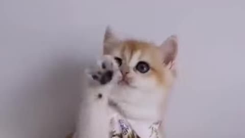 cute cat playing