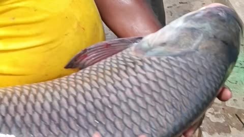 Amazing fish catching in bare hands